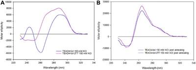 G-quadruplexes formation within the promoter of TEAD4 oncogene and their interaction with Vimentin